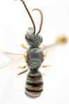 Halictus confusus glacialis Ebmer 1979