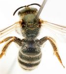 Halictus confusus glacialis Ebmer 1979