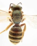 Halictus confusus perkinsi Blüthgen 1926
