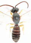 Halictus confusus perkinsi Blüthgen 1926