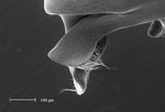 Halictus confusus perkinsi