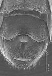 Halictus confusus perkinsi