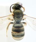 Halictus confusus perkinsi Blüthgen 1926