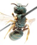 Halictus gemmeus Dours 1872