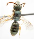Halictus gemmeus Dours 1872