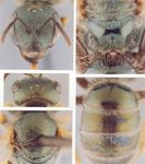 Halictus gemmeus Dours 1872