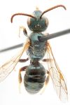 Halictus kessleri Bramson 1879
