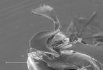 Halictus leucaheneus arenosus Ebmer 1976