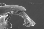 Halictus leucaheneus arenosus Ebmer 1976