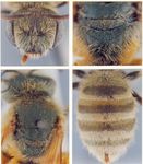 Halictus seladonius (Fabricius 1794)