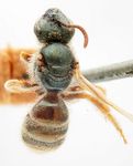 Halictus semitectus Morawitz 1873