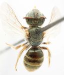 Halictus smaragdulus Vachal 1895