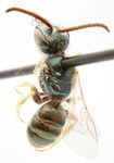 Halictus smaragdulus Vachal 1895