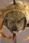 Halictus subauratus subauratus (Rossi 1792)