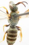 Halictus subauratus subauratus (Rossi 1792)