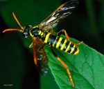 Tenthredo scrophulariae
