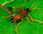 Tenthredo campestris
