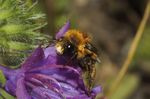 Anthophora nigrovittata (mâle)