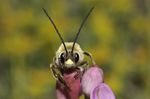 Eucera nigrescens