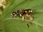 Ectemnius continuus