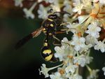 Eumenes species