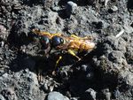 Philanthus triangulum