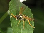 Tenthredo scrophulariae