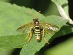 Tenthredo scrophulariae