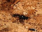 Ichneumon bucculentus