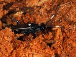 Ichneumon bucculentus