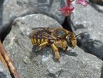Anthidium manicatum