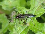 Coelichneumon cyaniventris