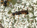 Ichneumon sarcitorius