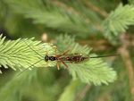 Coleocentrus excitator