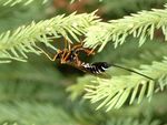 Coleocentrus excitator