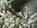 Ctenichneumon inspector 