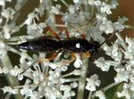 Ctenichneumon inspector 