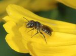 Heriades truncorum