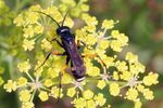 Cryptocheilus versicolor (Scopoli) femelle