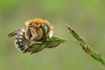 Anthidium punctatum