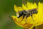 Megachile pyrenaea male