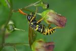 Tenthredo scrophulariae