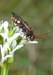 Nomada bifida