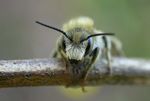 Osmia aurulenta male