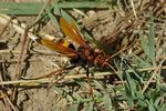 Cryptocheilus alternatus