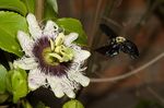 Xylocopa combusta