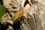 Xylocopa calens