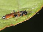 Barichneumon heracliana