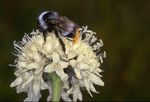 Bombus apollineus