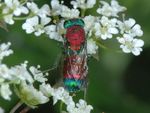 Chrysis viridula